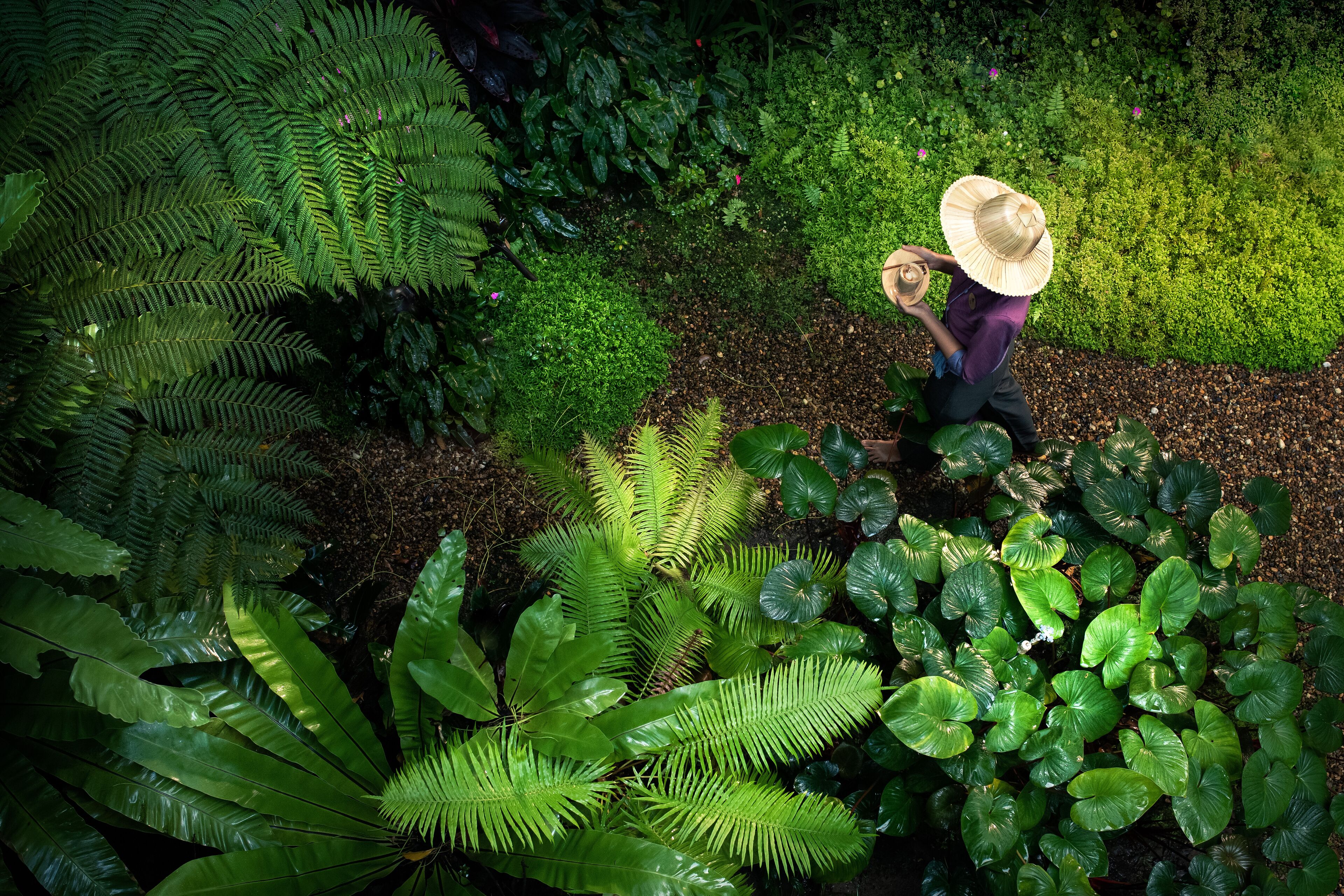 A garden with various plants and a person wearing a straw hat.