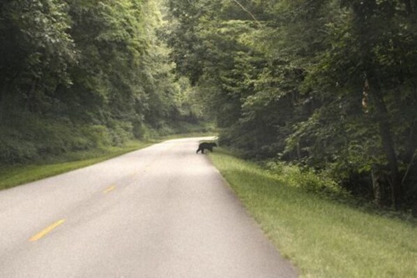 A road surrounded by dense forest.