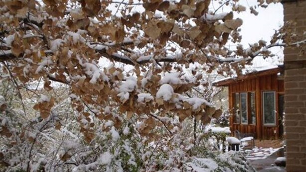 Une cabane en bois à l’extérieur en briques, entourée d’arbres et de feuillages recouverts de neige.