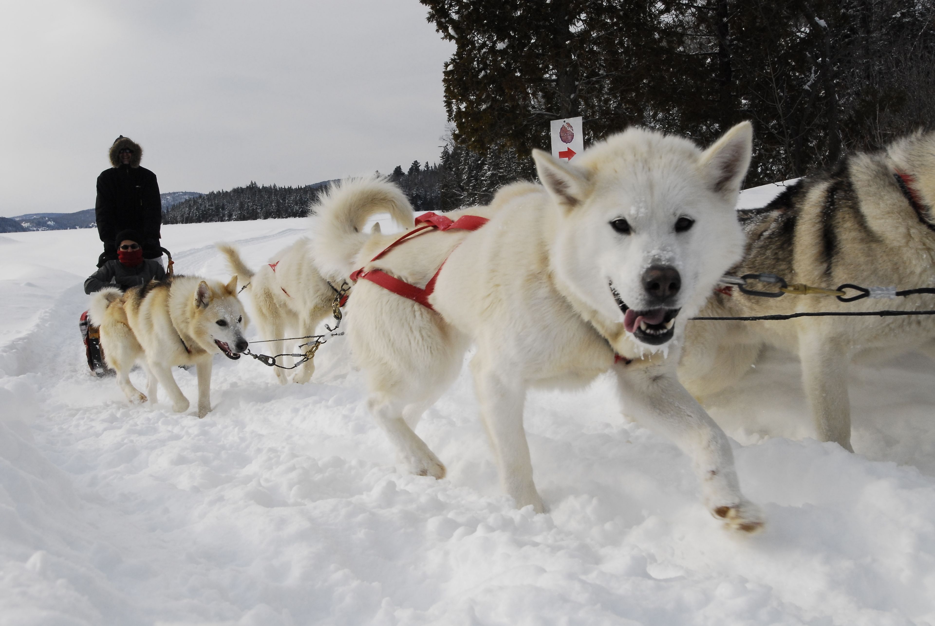 A person riding a sled pulled by husky dogs in a snowy landscape.