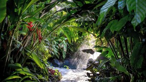 A lush garden with a water feature, dense foliage, and a stone pathway.