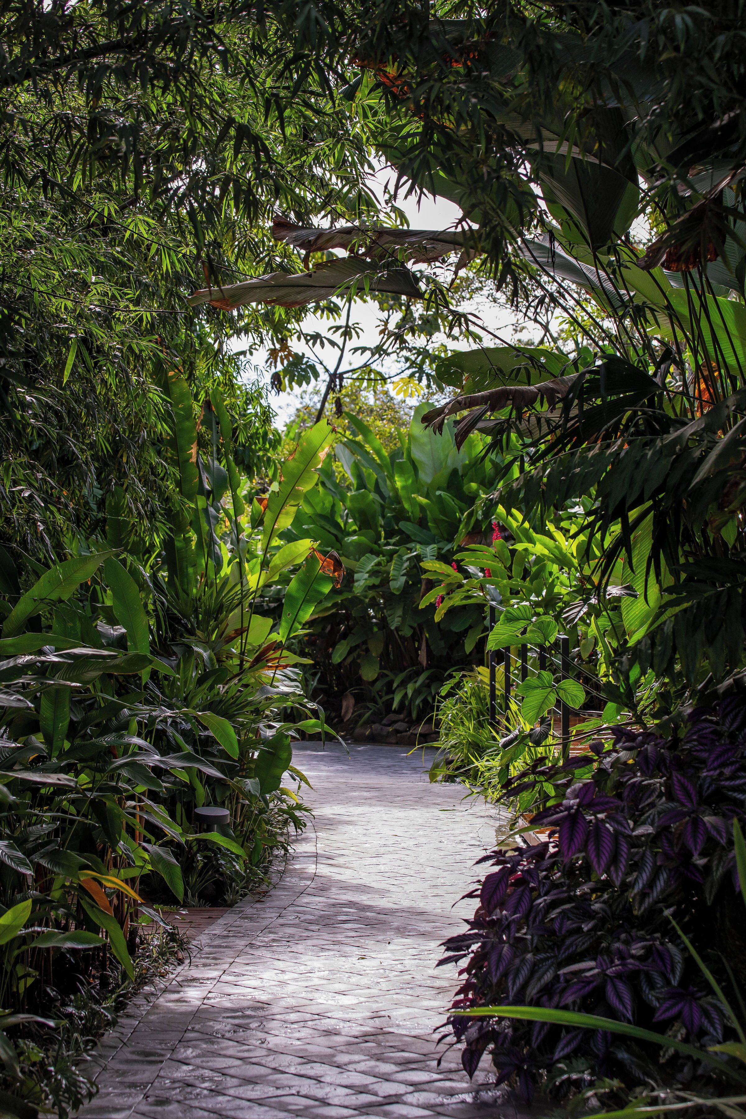 Un sendero pavimentado rodeado de vegetación exuberante y plantas de hojas grandes.