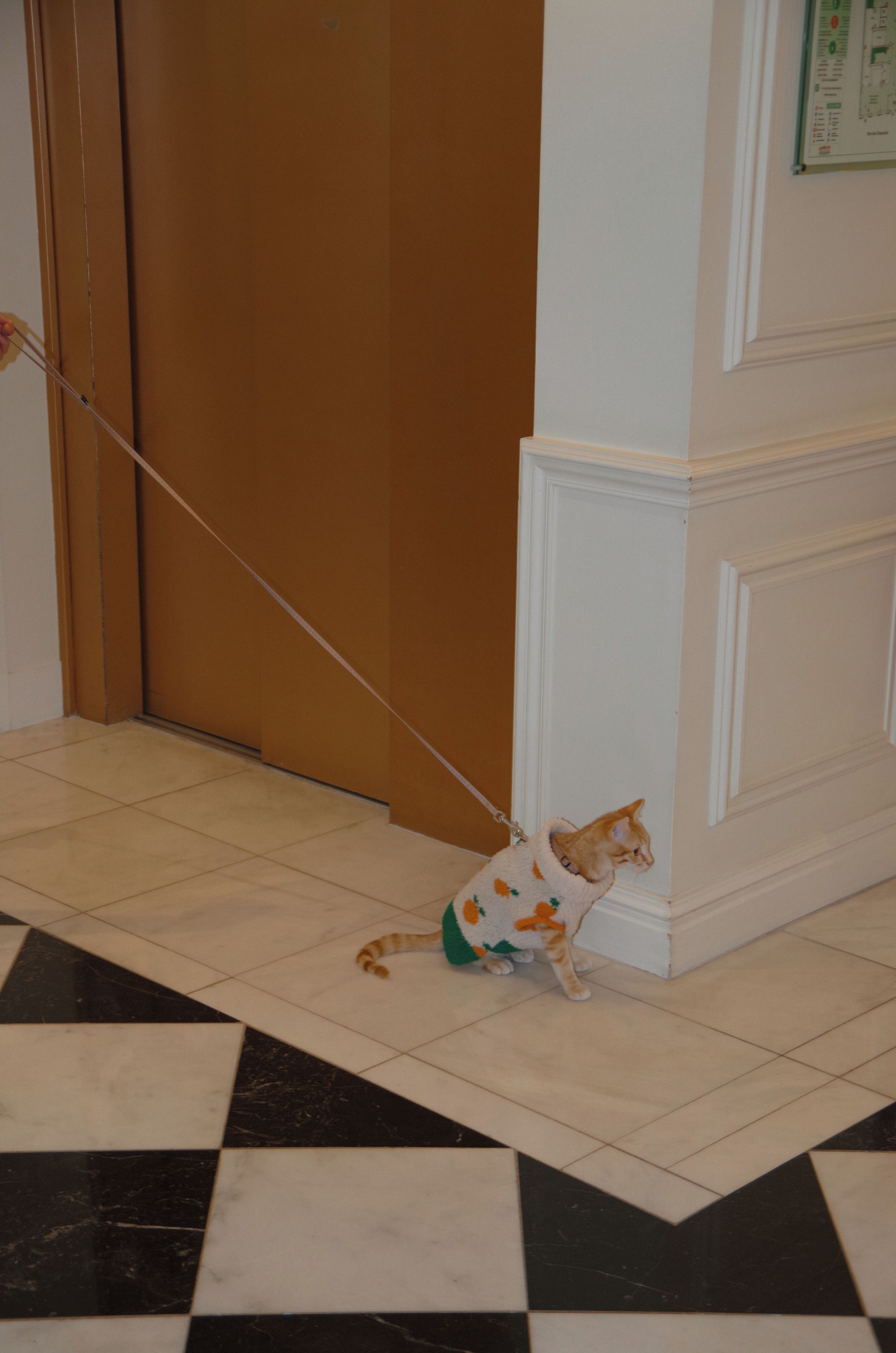 Un gato con suéter, atado a un picaporte, en un pasillo con piso de baldosas.