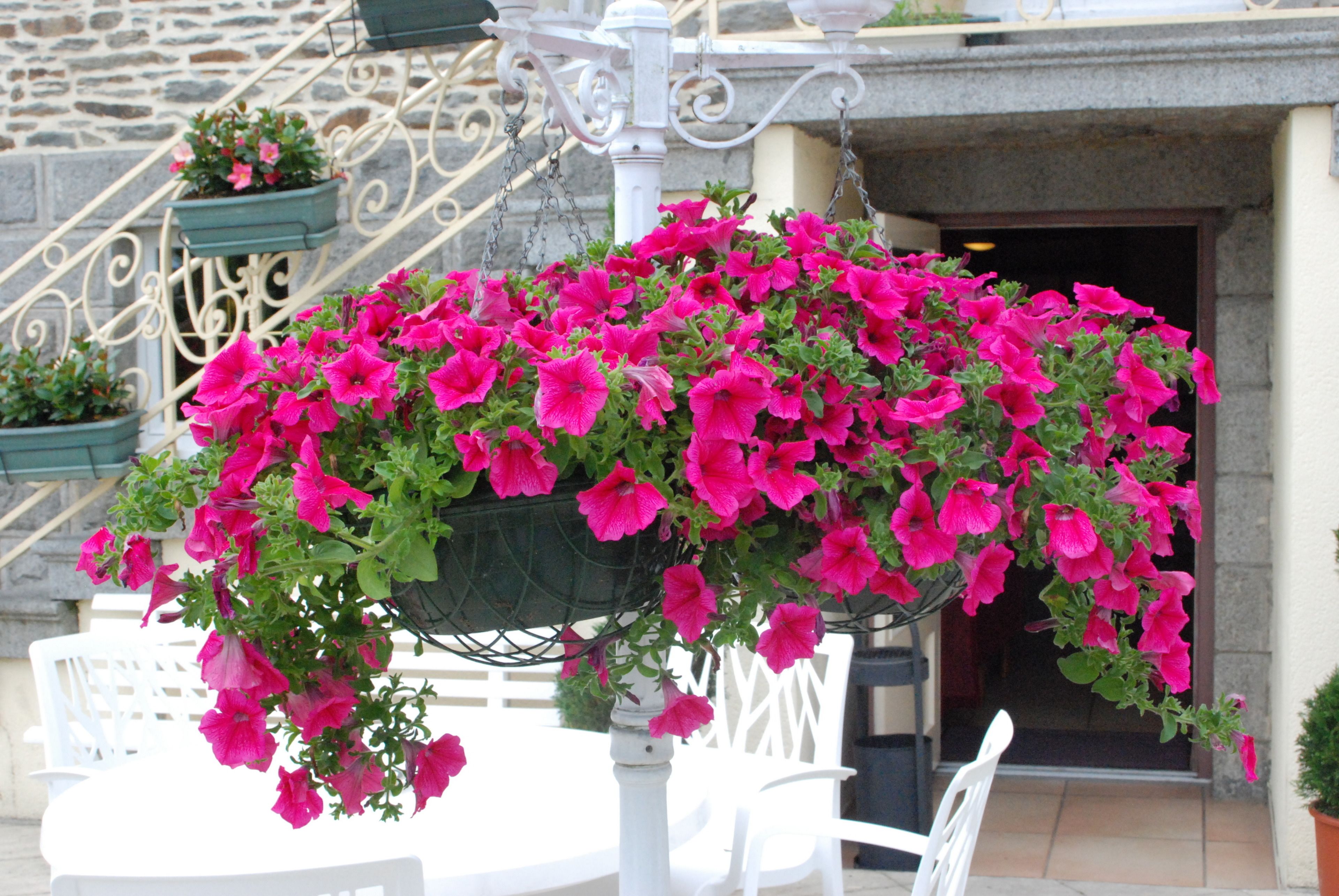 A hanging planter with vibrant pink flowers in front of a building entrance.