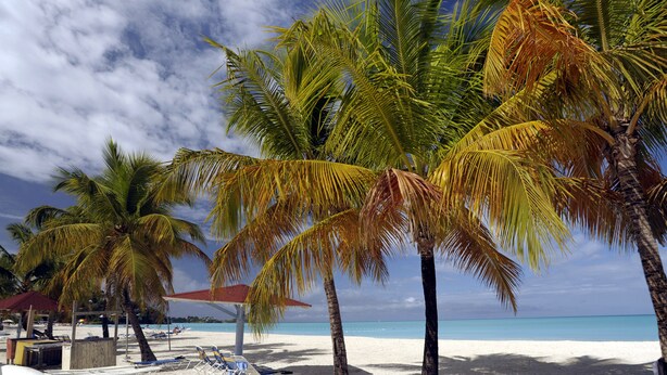 Ein Strand mit Palmen, sandigem Ufer und blauem Himmel.