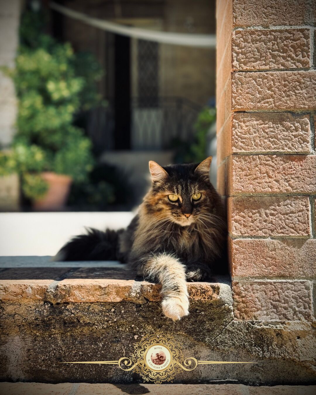 Un gato sentado en un borde de piedra, con un muro de ladrillo y una planta en maceta al fondo.