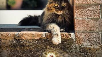 Un gato sentado en un borde de piedra, con un muro de ladrillo y una planta en maceta al fondo.