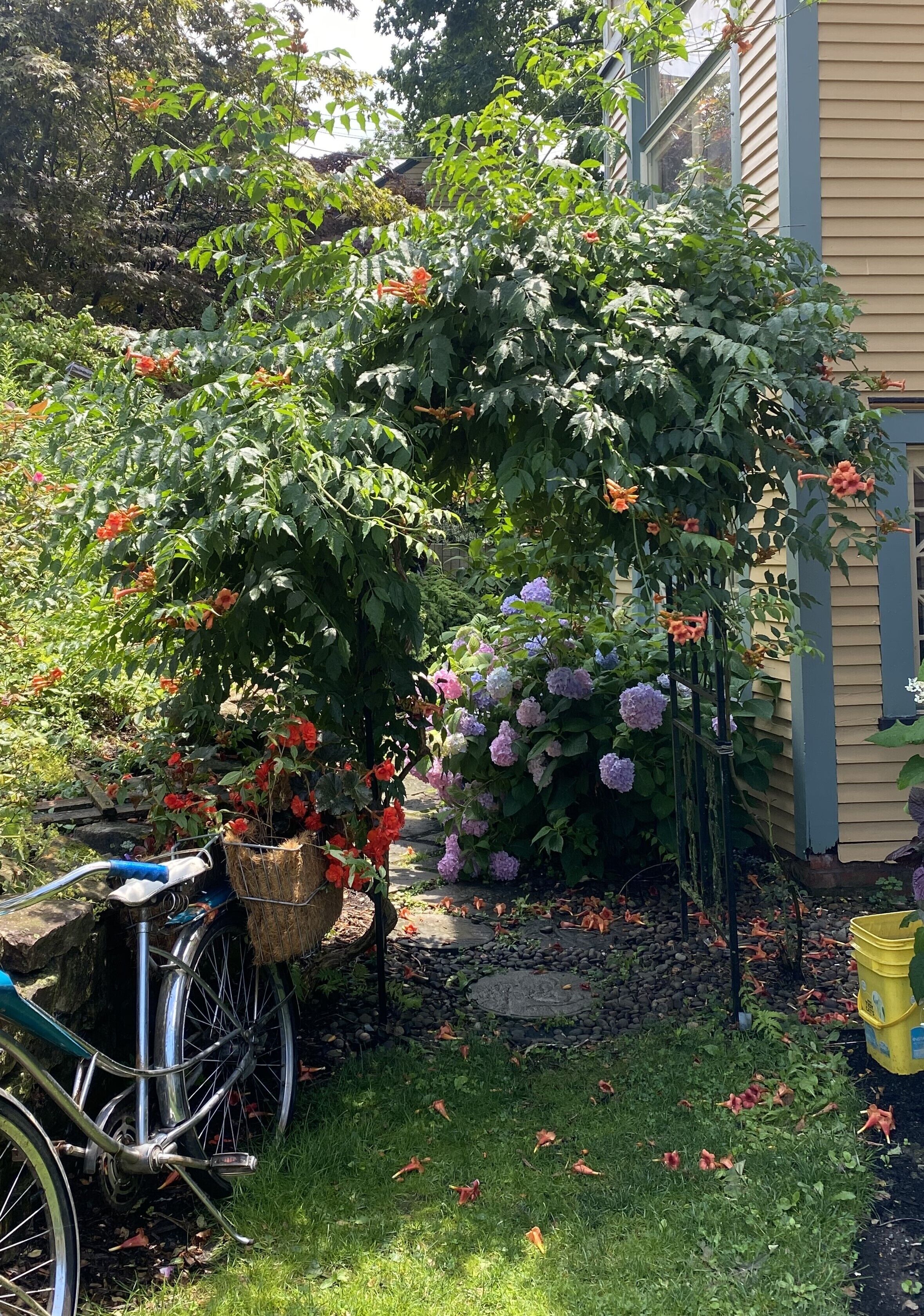 A garden with a bicycle, a water pump, and a house in the background.