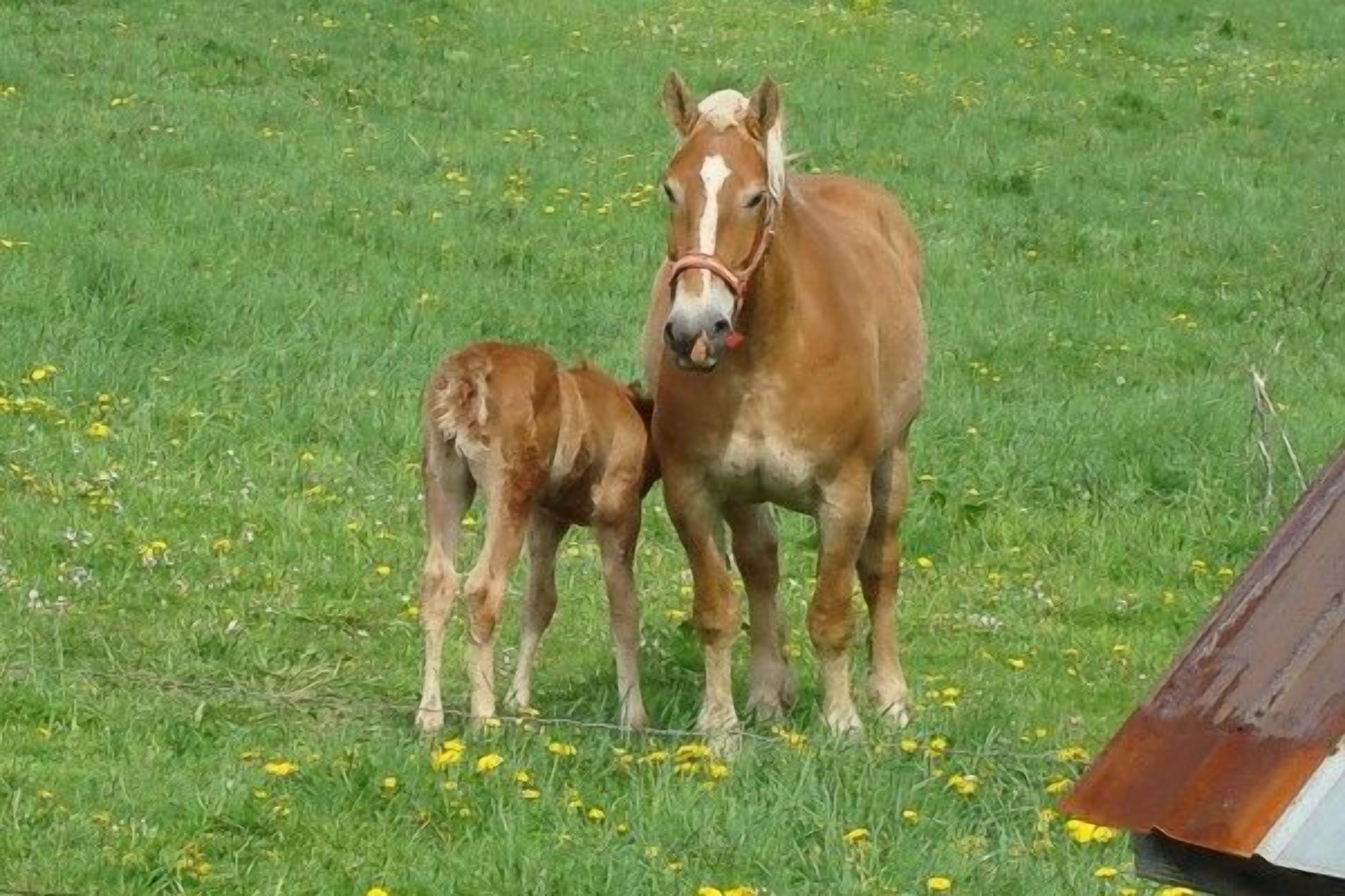 Un caballo y su potrillo en un campo cubierto de hierba, con una estructura metálica al fondo.