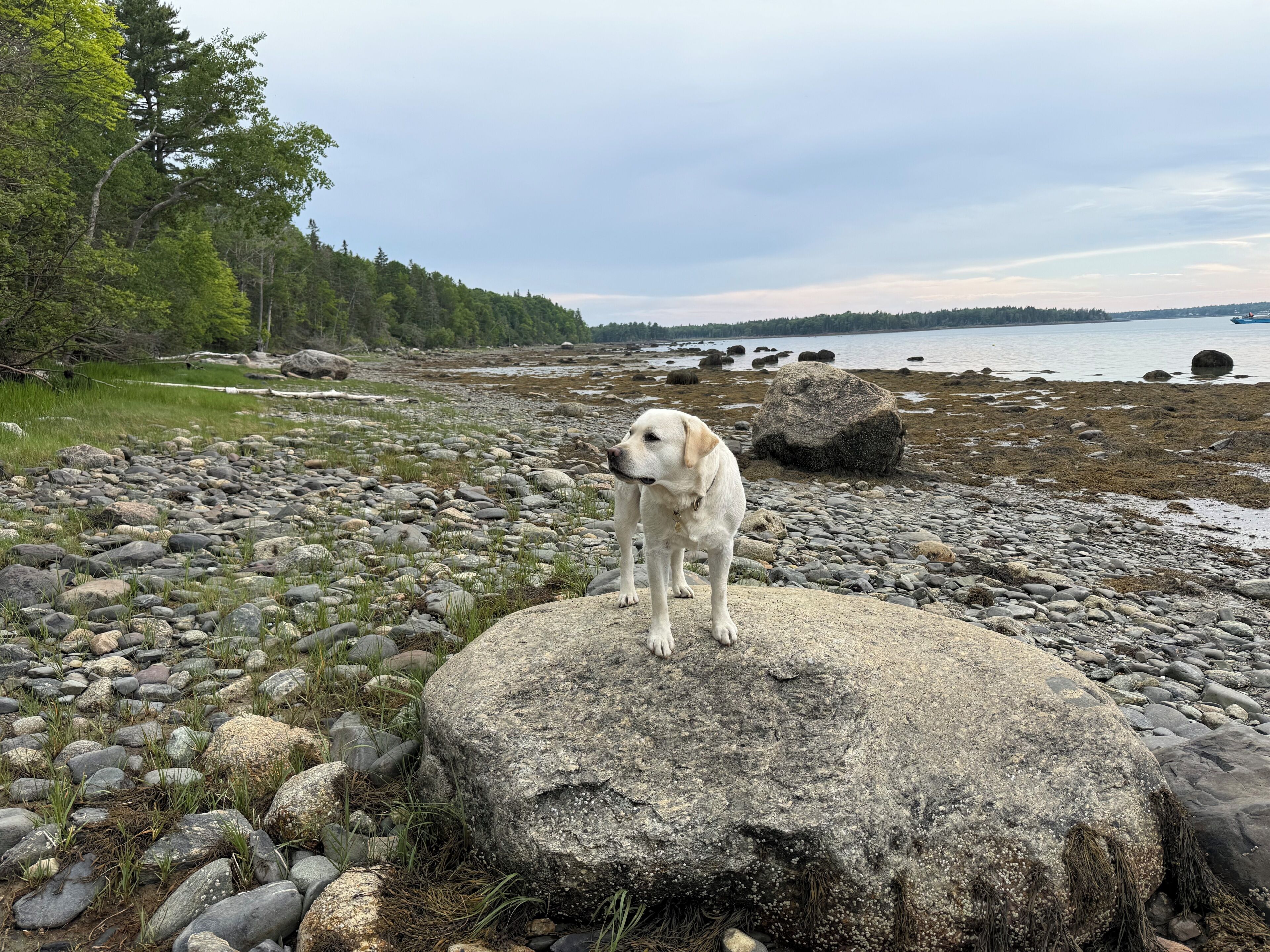 En hund på en stenet strand med en sø og skov i baggrunden.