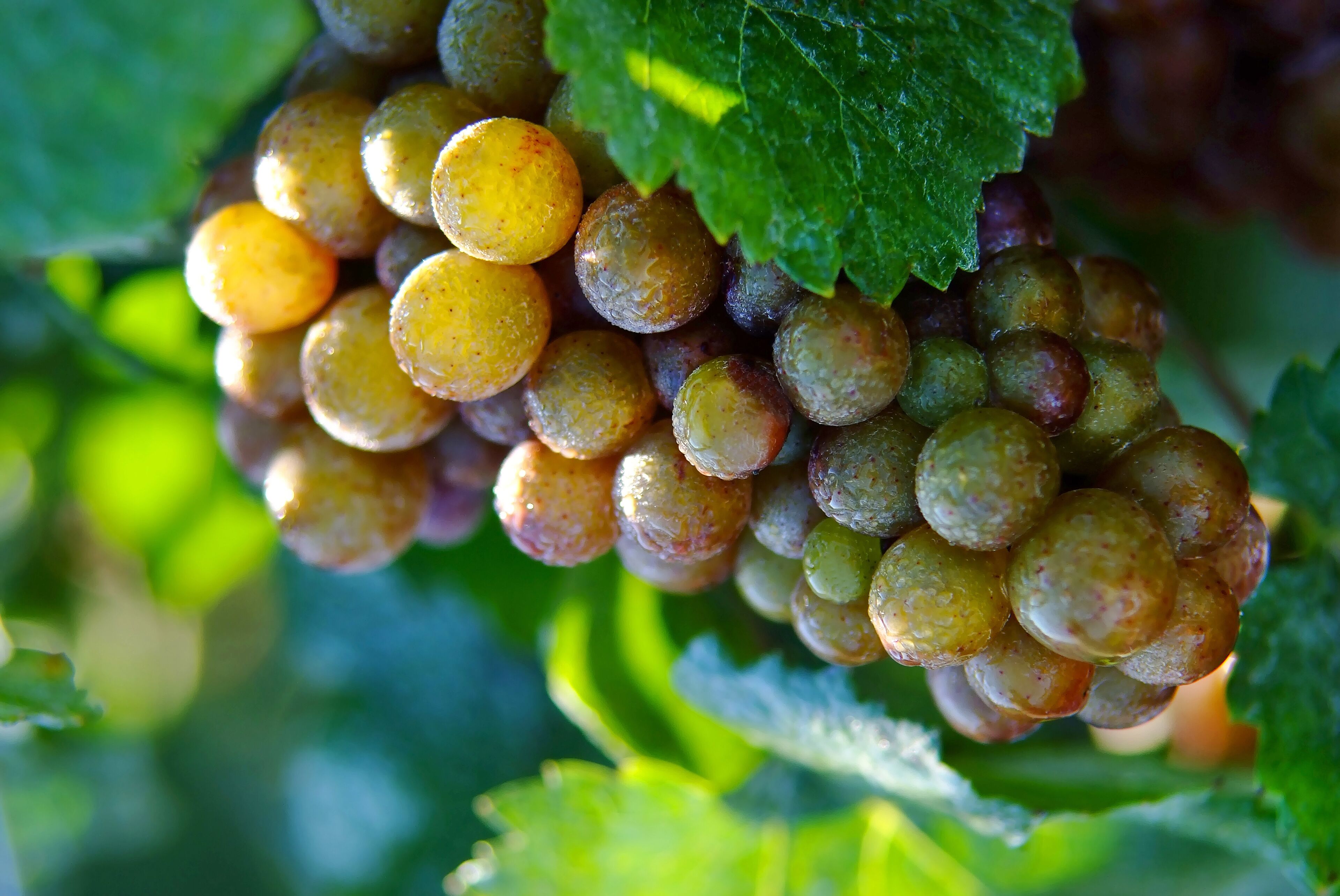 Un racimo de uvas con una hoja verde.