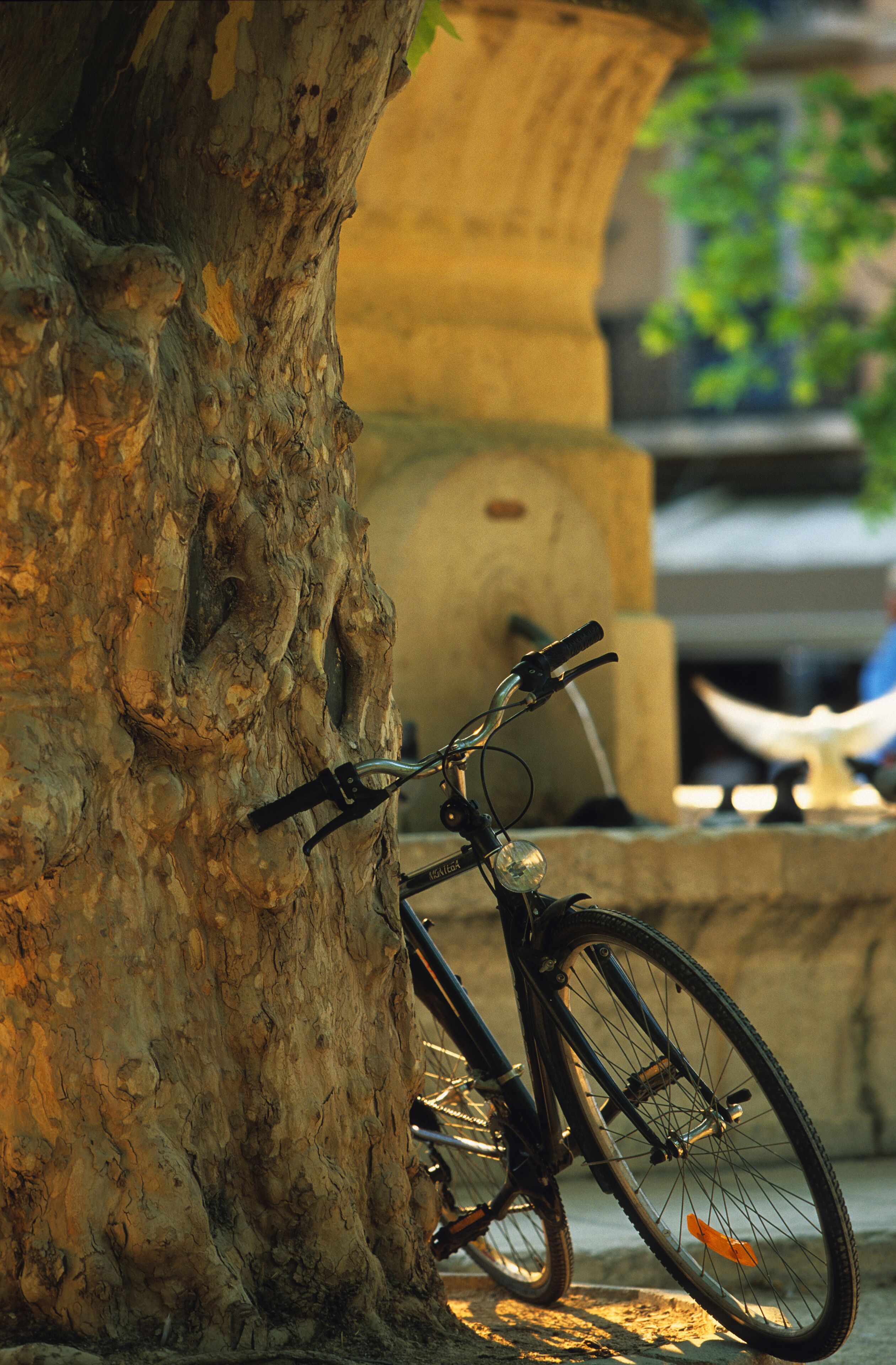 A bicycle leaning against a tree in an outdoor setting.