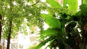 Property grounds - Yangshuo Tangrenjie Hotel (Guilin)