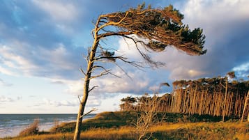 Un paisaje costero con un árbol destacado inclinado hacia el mar, rodeado de terreno cubierto de hierba y un bosque denso al fondo.