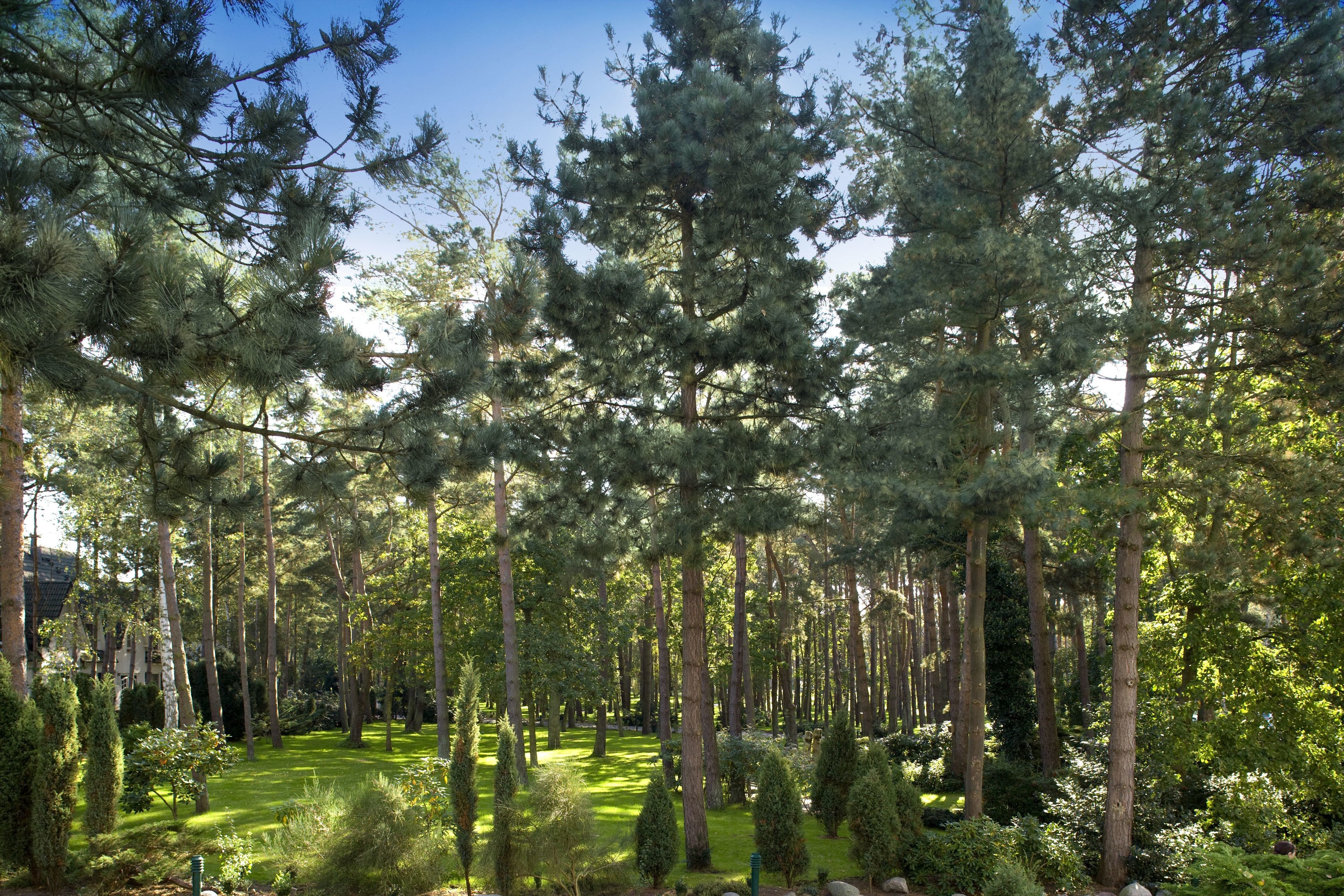 superior room, park side | property grounds