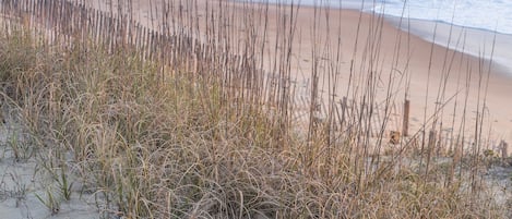 A beach with sand and tall grasses in the foreground, leading to the ocean.