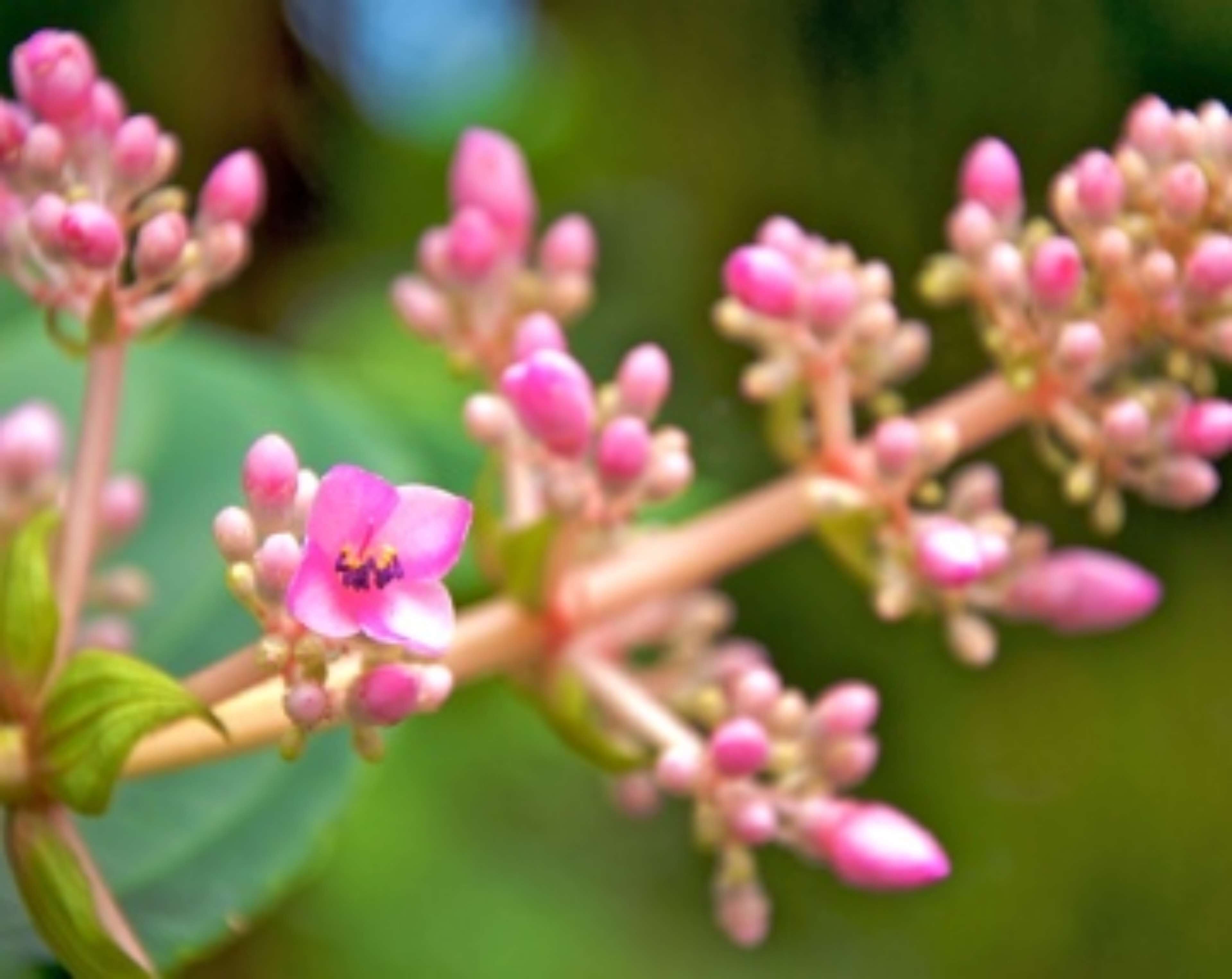 A close-up of pink flowers with a blurred green background.