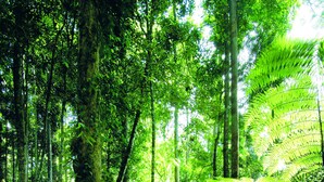 A forest path surrounded by dense green foliage and trees. - Colmar Tropicale (Bukit Tinggi)
