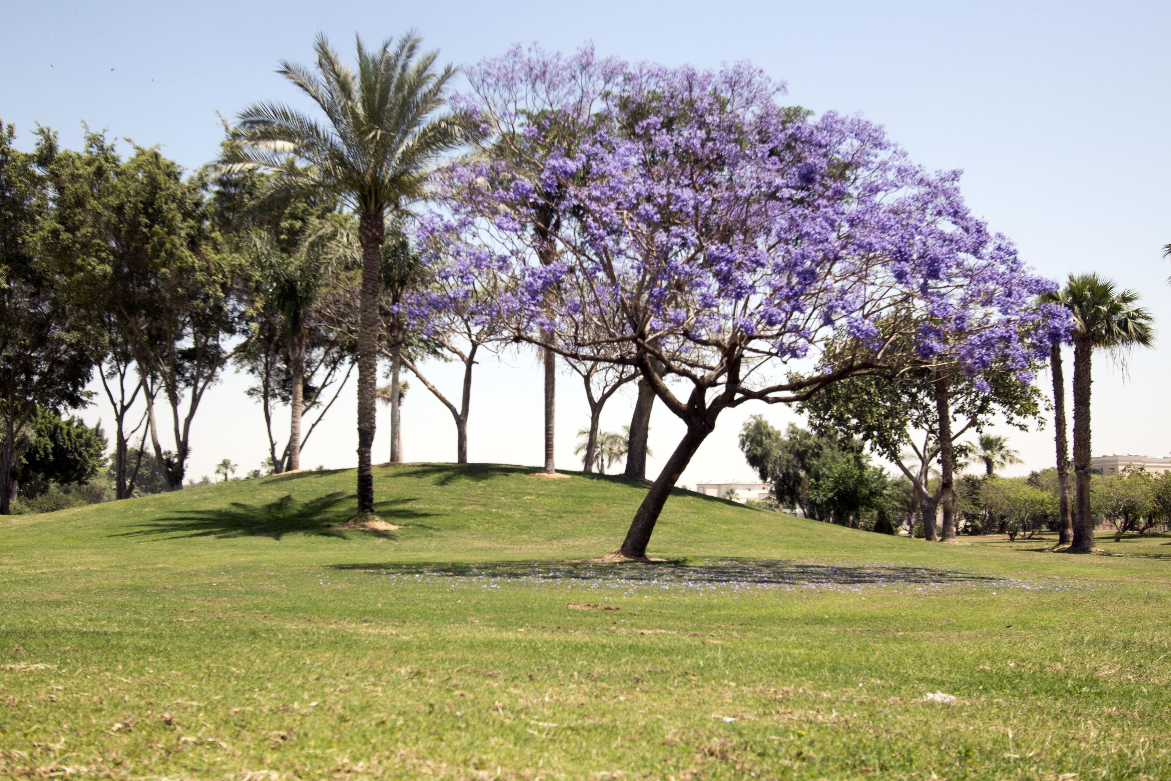 Vista al jardín