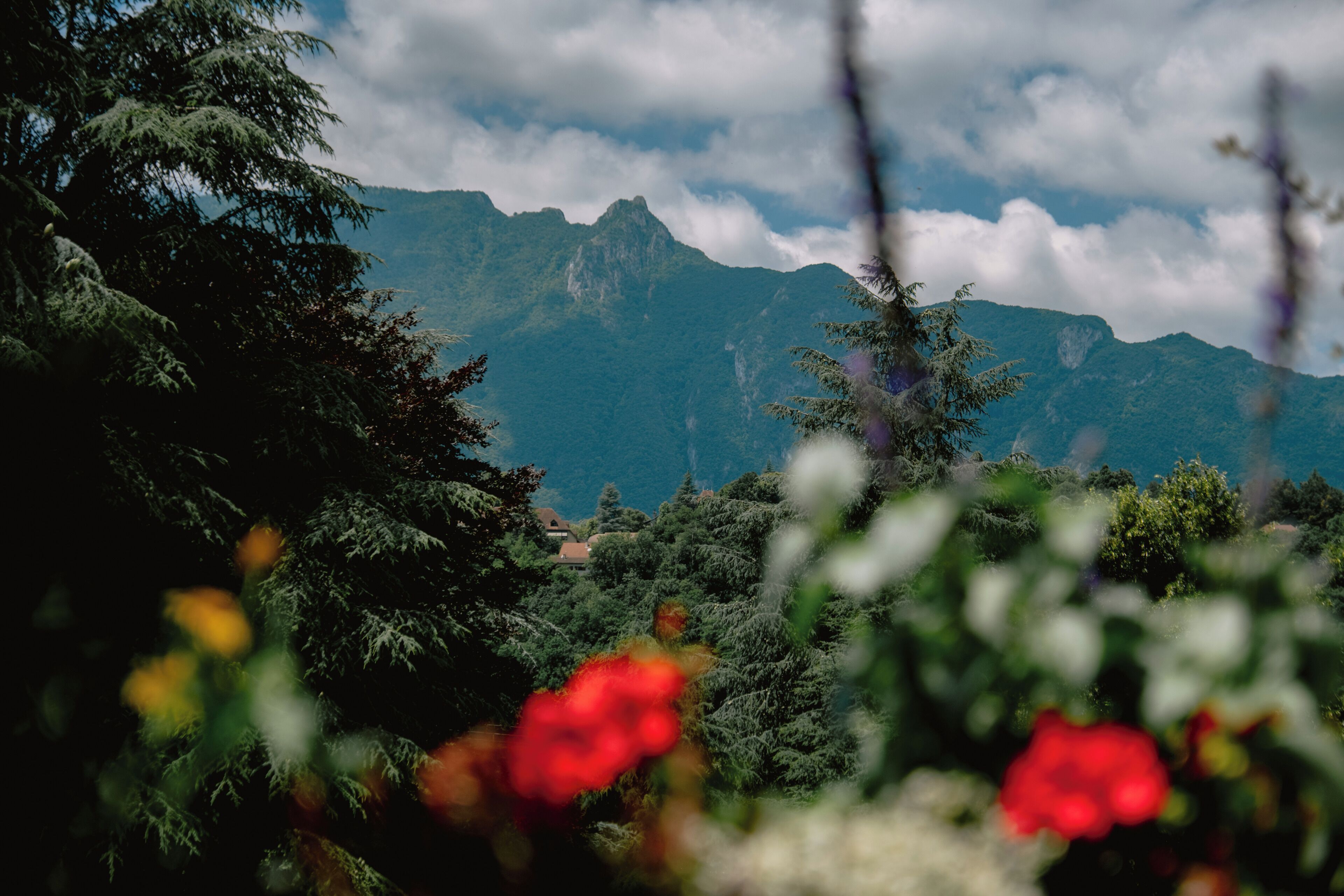 A mountainous landscape with dense forest and red flowers in the foreground.