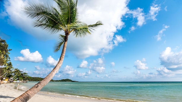 A beach with a palm tree, clear blue sky, and calm sea. - Beyond Samui (Koh Samui)