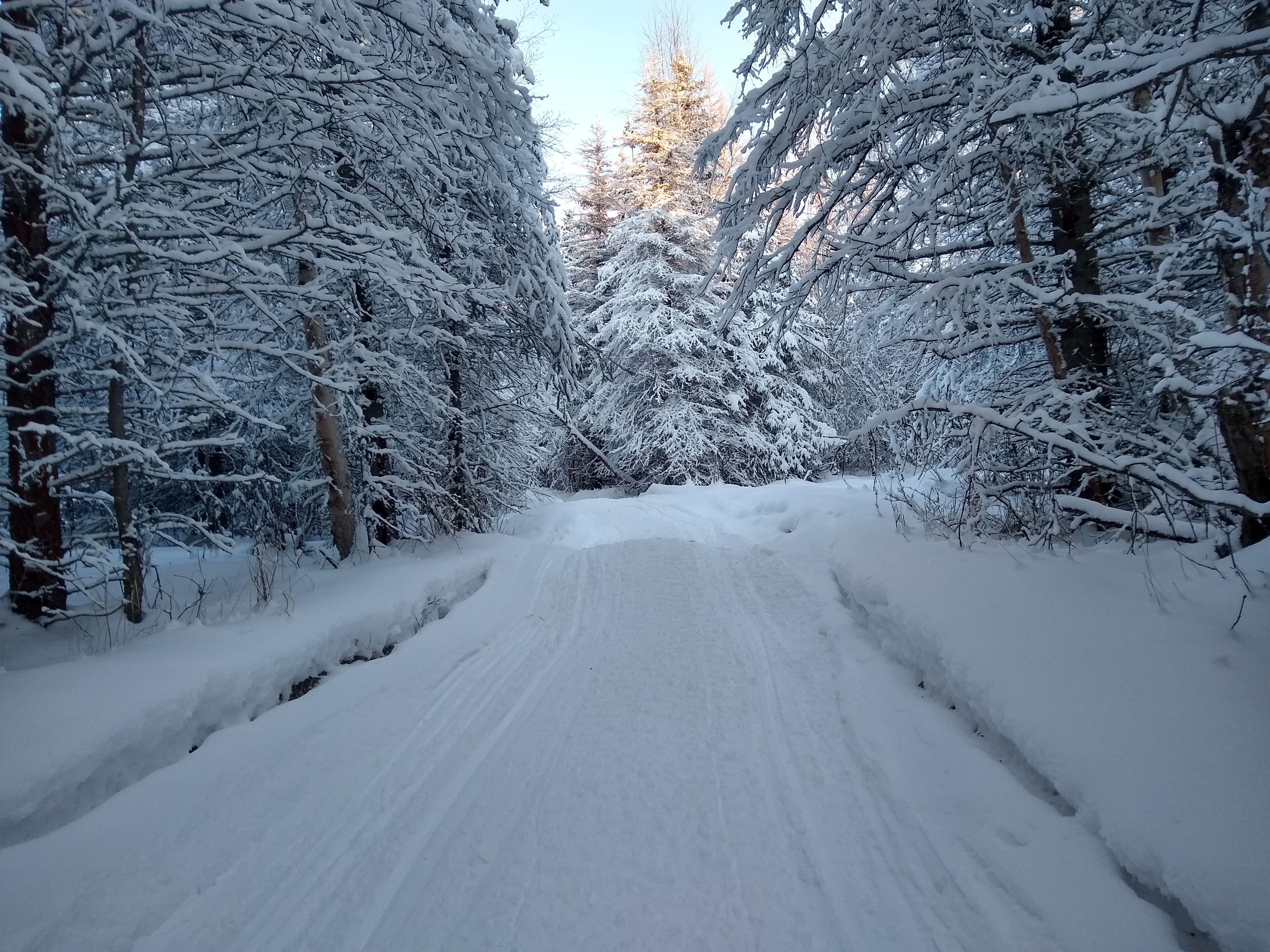 Eine schneebedeckte Straße, gesäumt von Bäumen.