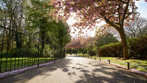 Un chemin pavé bordé d’une clôture en métal et de cerisiers en fleurs.
