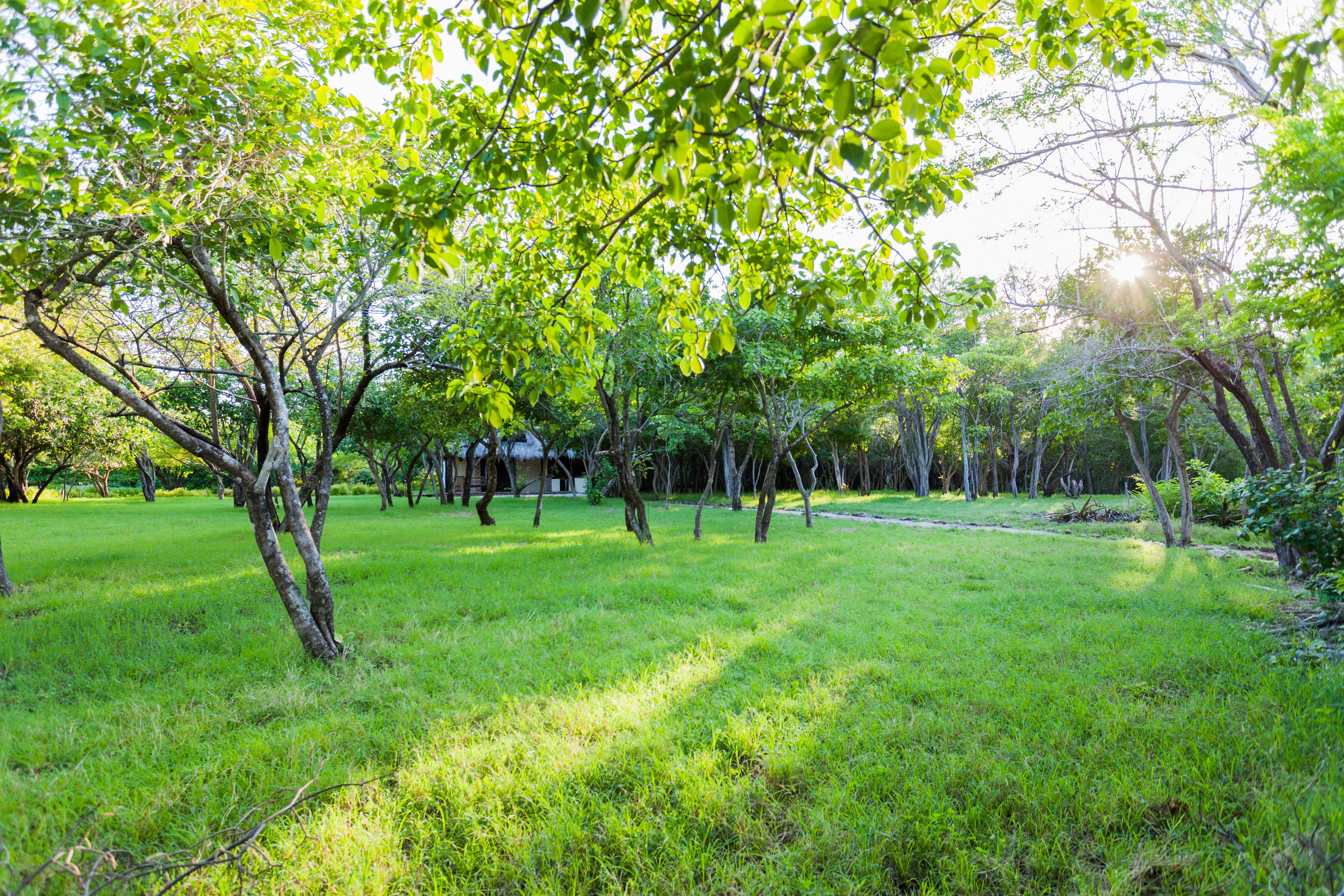 A grassy park area with trees and a building in the background.