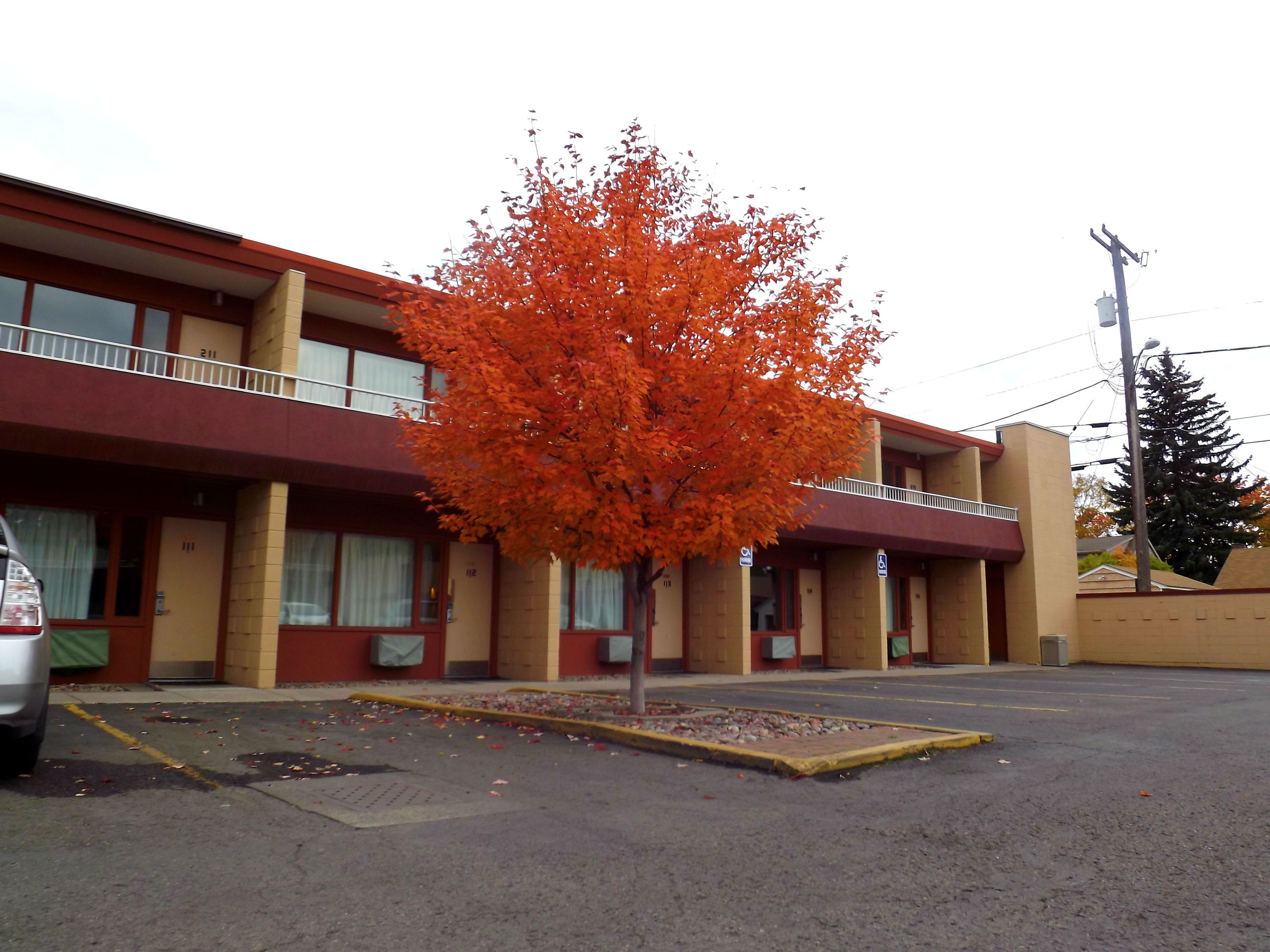 A motel with a parking lot, a tree with autumn leaves, and a building with multiple doors and windows.