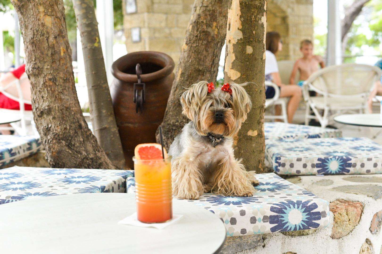 A dog sitting at an outdoor table with a patterned tablecloth, a drink with a slice of fruit, and a rustic pot in the background.