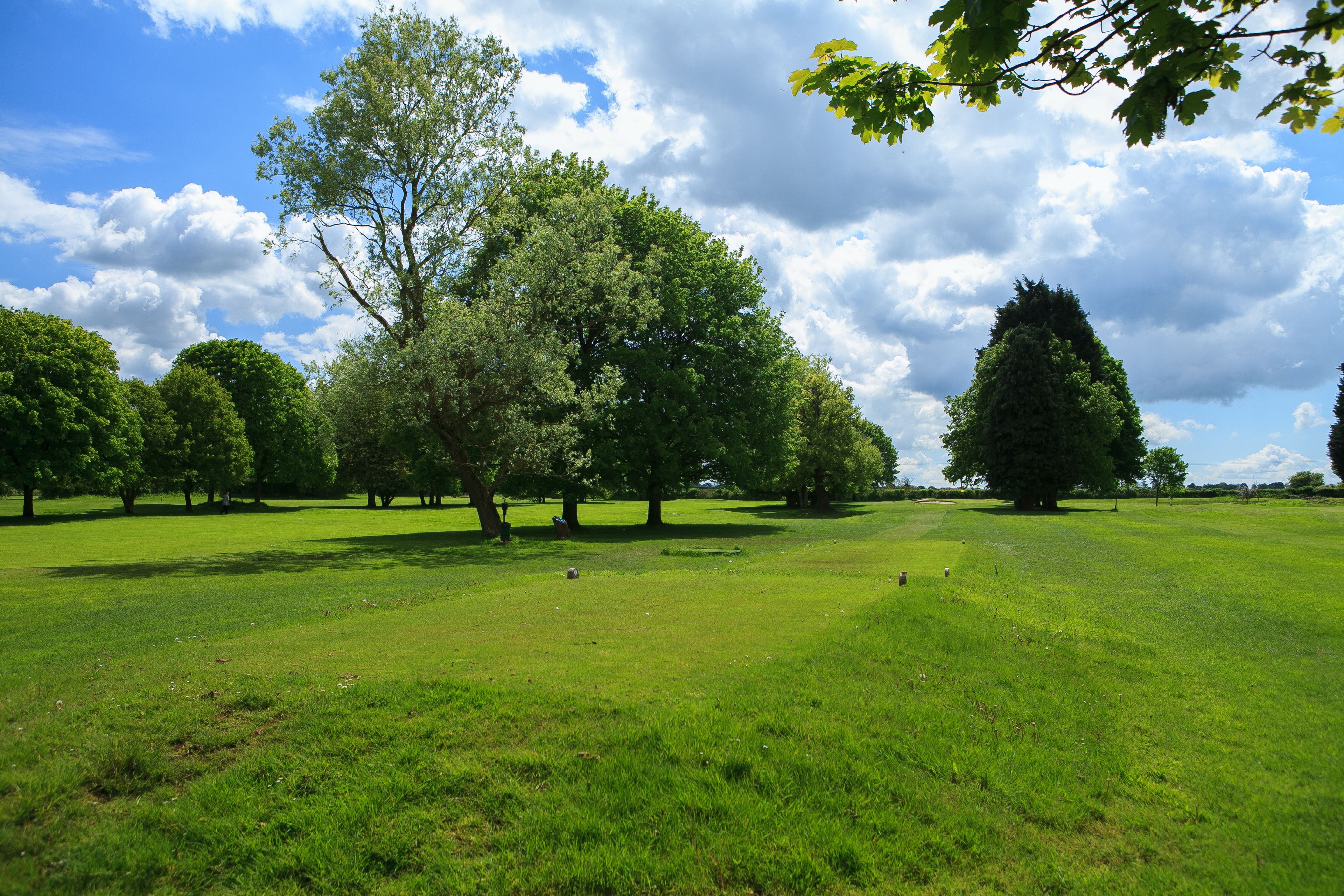 A grassy park with trees and a clear sky.