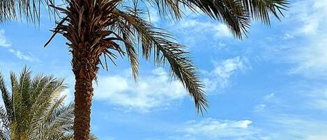 A beachside resort with palm trees, thatched umbrellas, lounge chairs, and a view of the sea.
