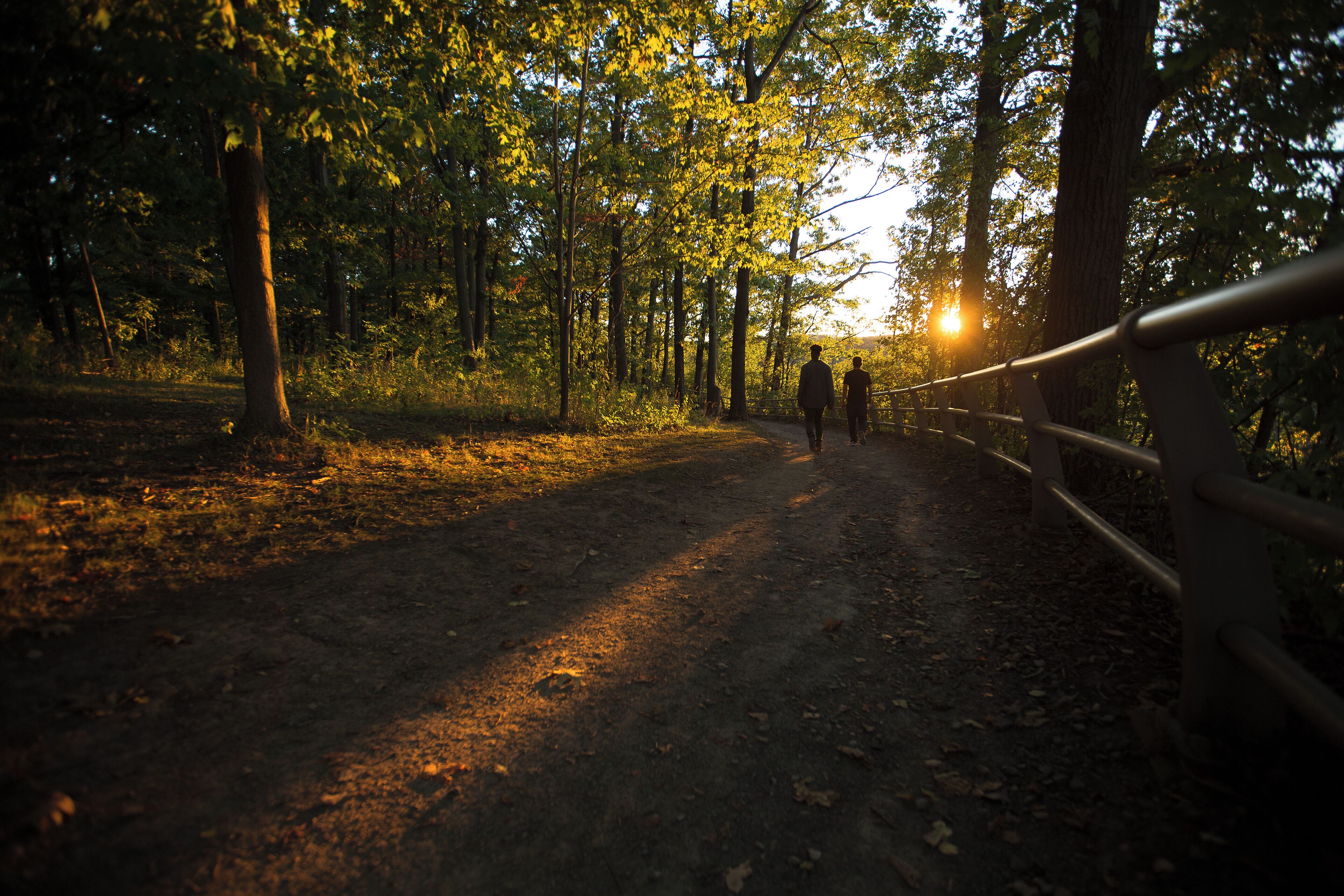 A forest path with a metal railing on one side.