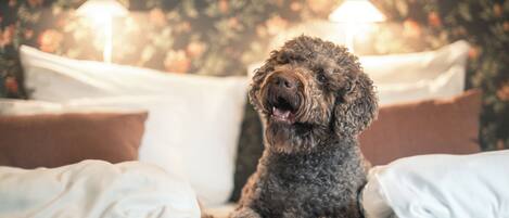 A dog sitting on a bed with white bedding and pillows, in a room with floral wallpaper and two lamps.