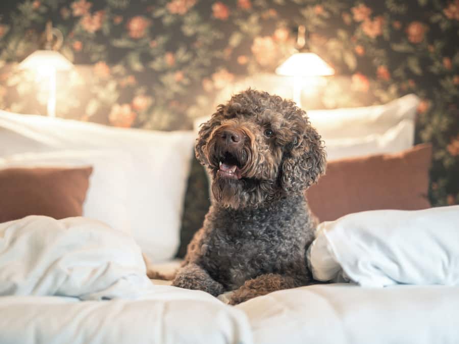 Un chien est assis sur un lit recouvert de draps et d’oreillers blancs, dans une pièce dont le papier peint est à motifs floraux et qui est éclairée par deux lampes.