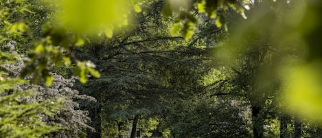 Un parc avec un banc et des arbres.