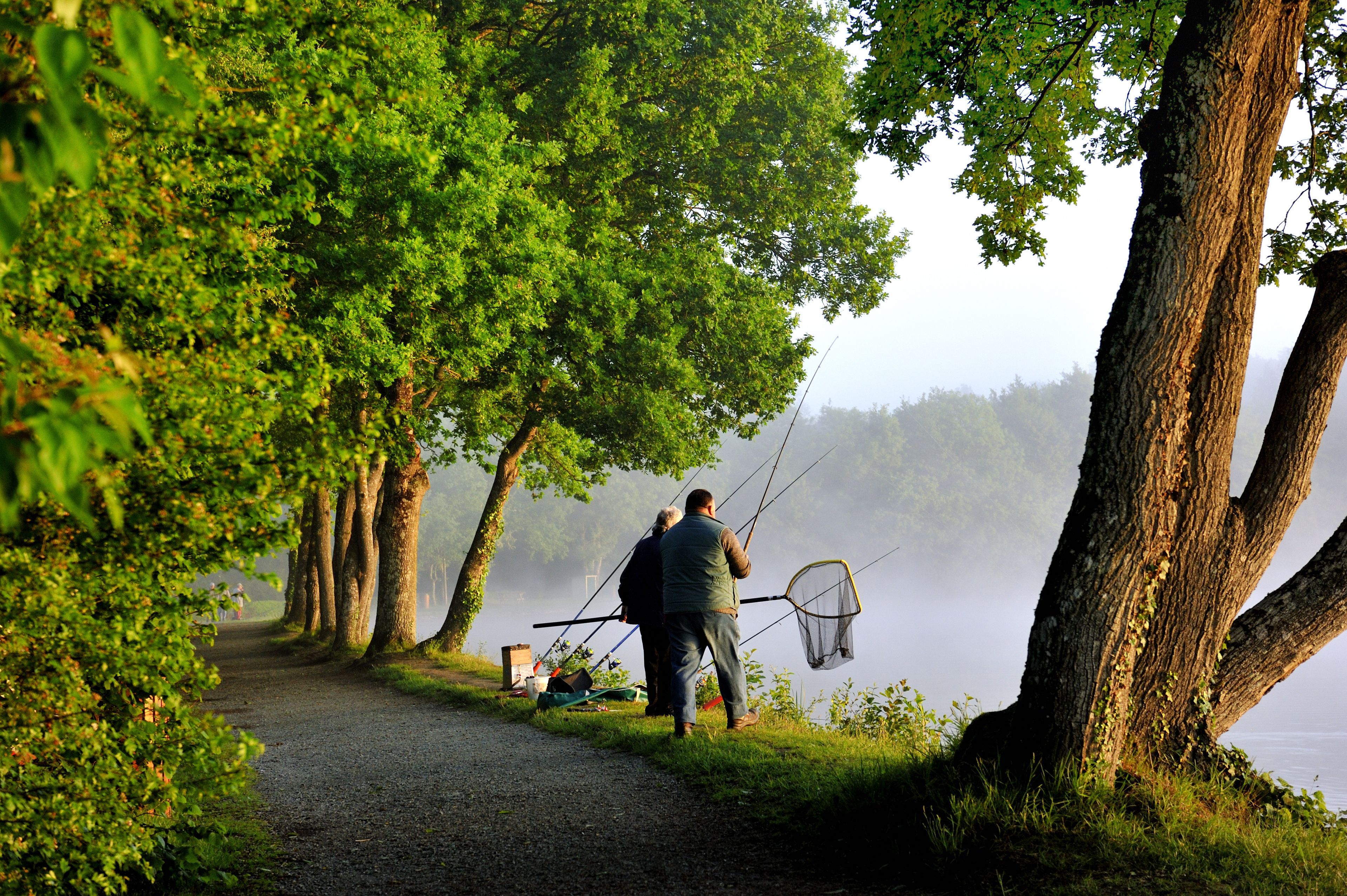 A pathway lined with trees leading to a body of water.