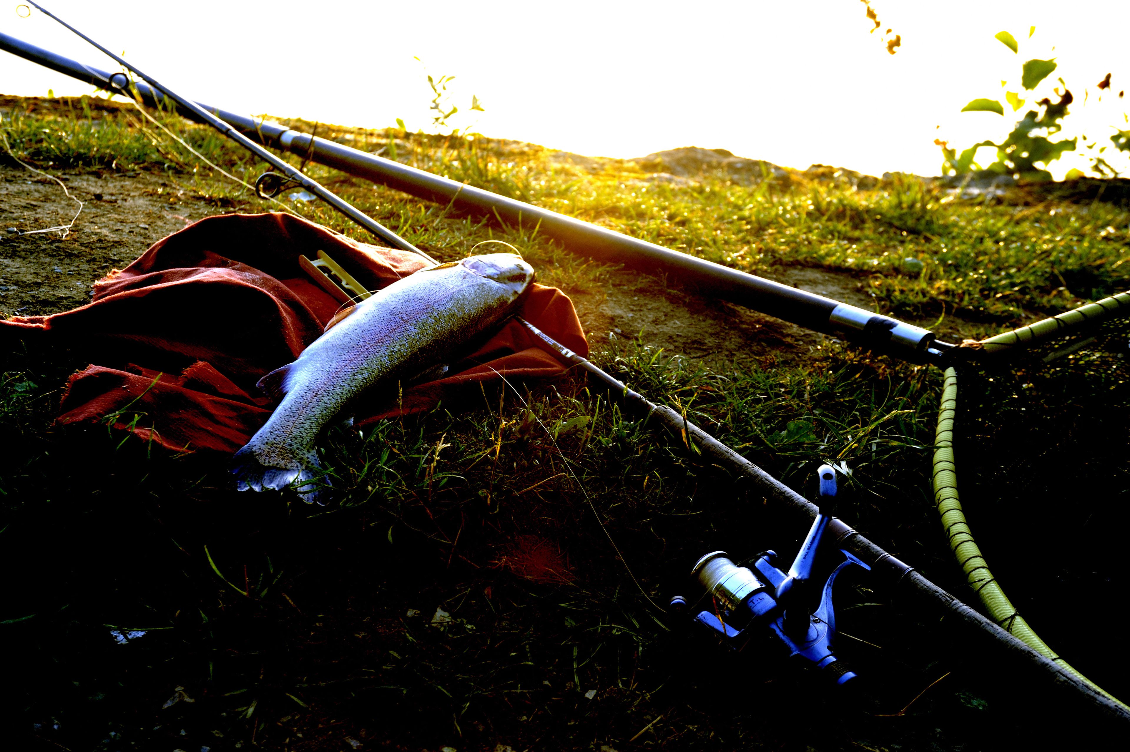 Fiskestang med fisk liggende på et rødt klæde foran en græsplæne.