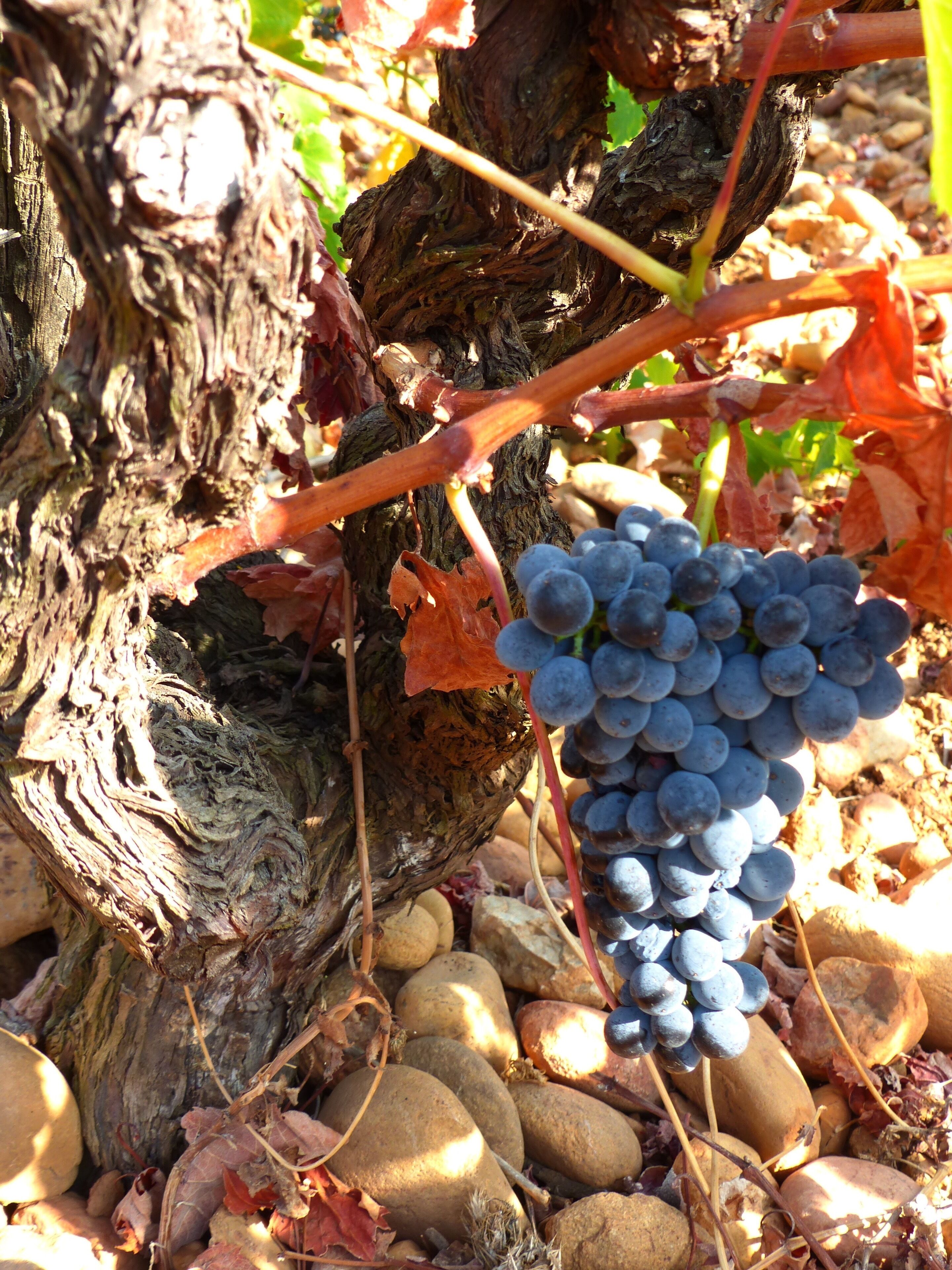 Foto - Logis Hôtel La Sommellerie