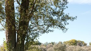Ein Golfplatz mit einem großen Baum im Vordergrund und einer Fahne auf dem Grün.