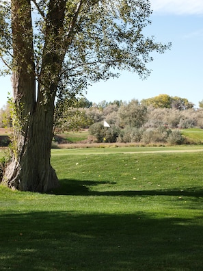 A golf course with a large tree in the foreground and a flag on the green.