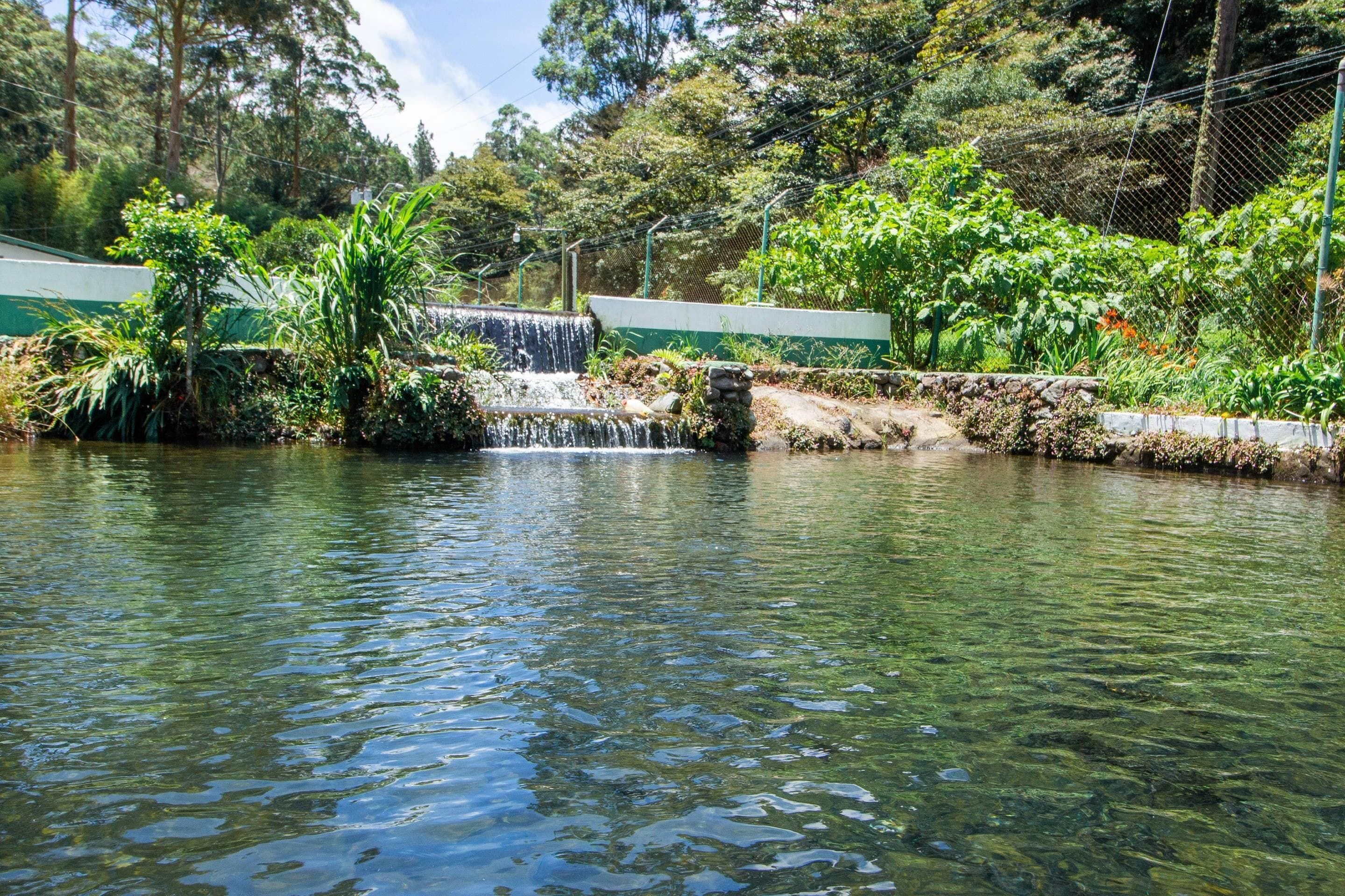 A clear water feature with a small waterfall, surrounded by lush greenery and a stone wall.