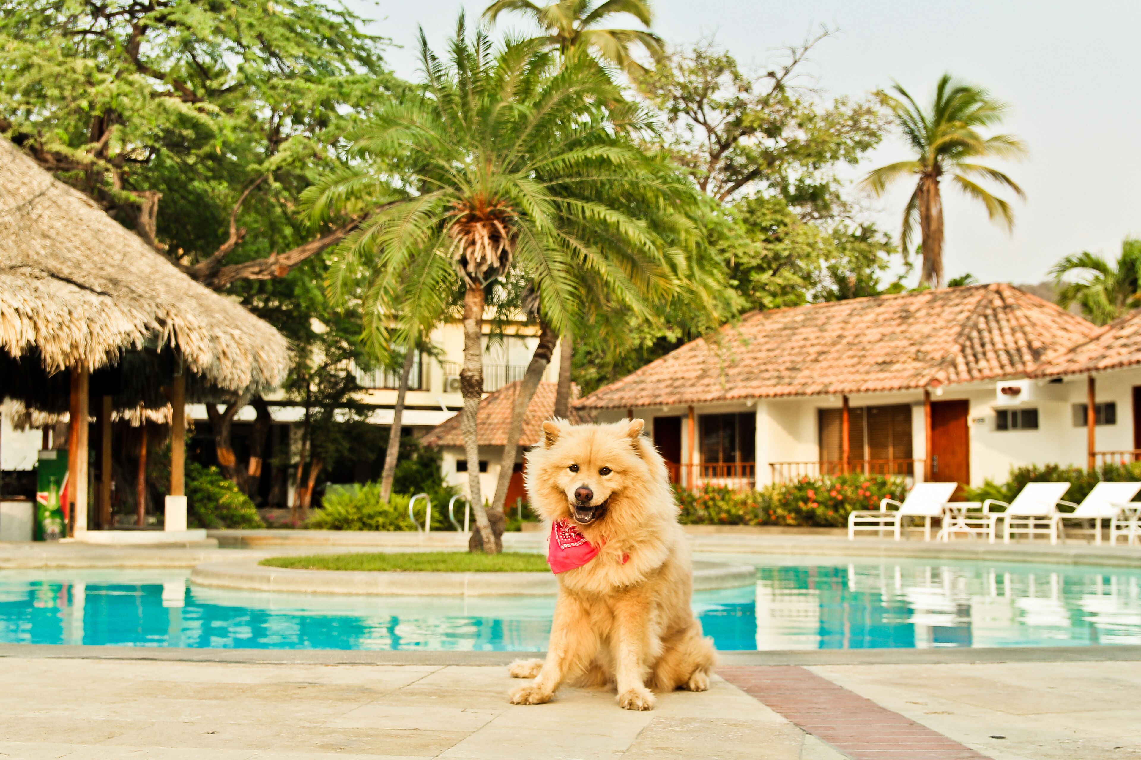 Un perro sentado junto a una piscina con techo de paja y palmeras al fondo.