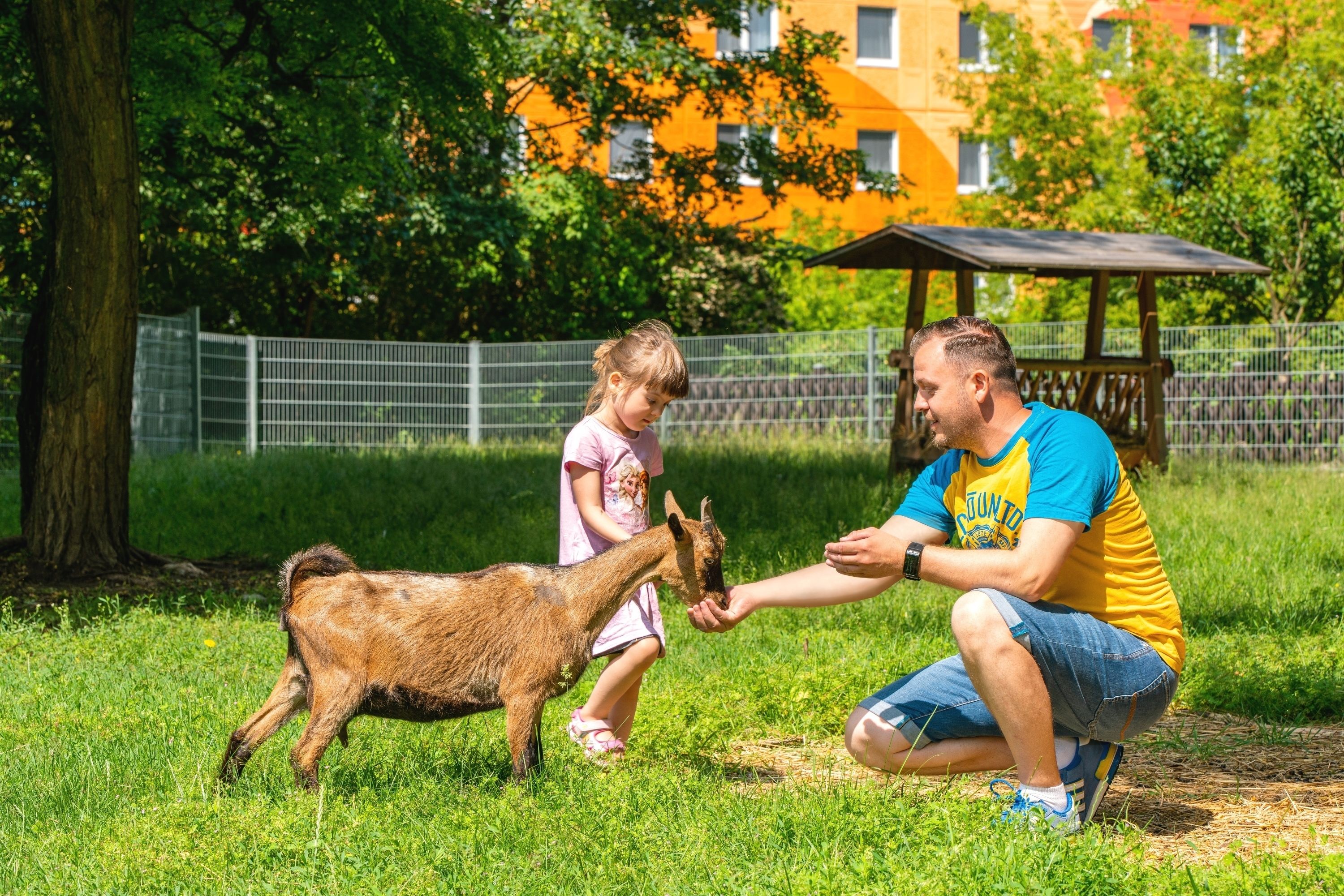 Egy férfi és egy gyermek kölcsönhatásban egy kecskével, egy fűvel borított területen, ahol a háttérben kerítés és fák láthatók.