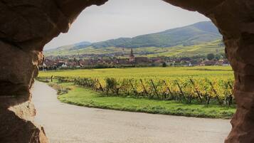 A vineyard with a river, houses, and a church in the background.