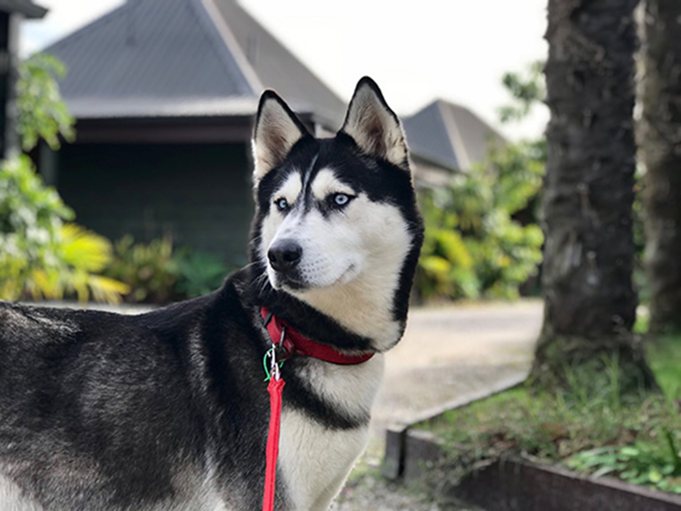 A dog with a red leash standing in front of a house with a grey roof.