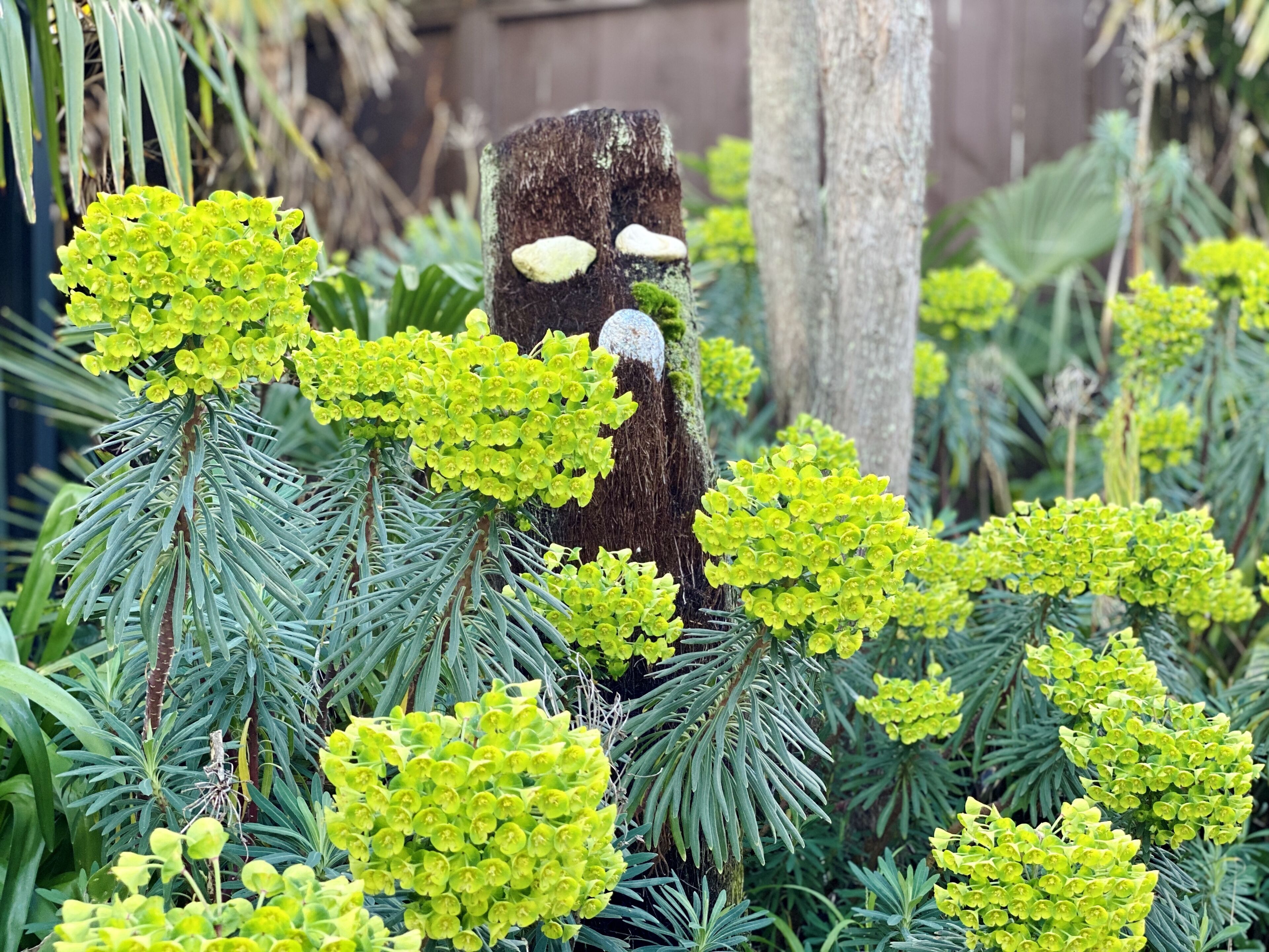 A tree stump with a carved face surrounded by green foliage.