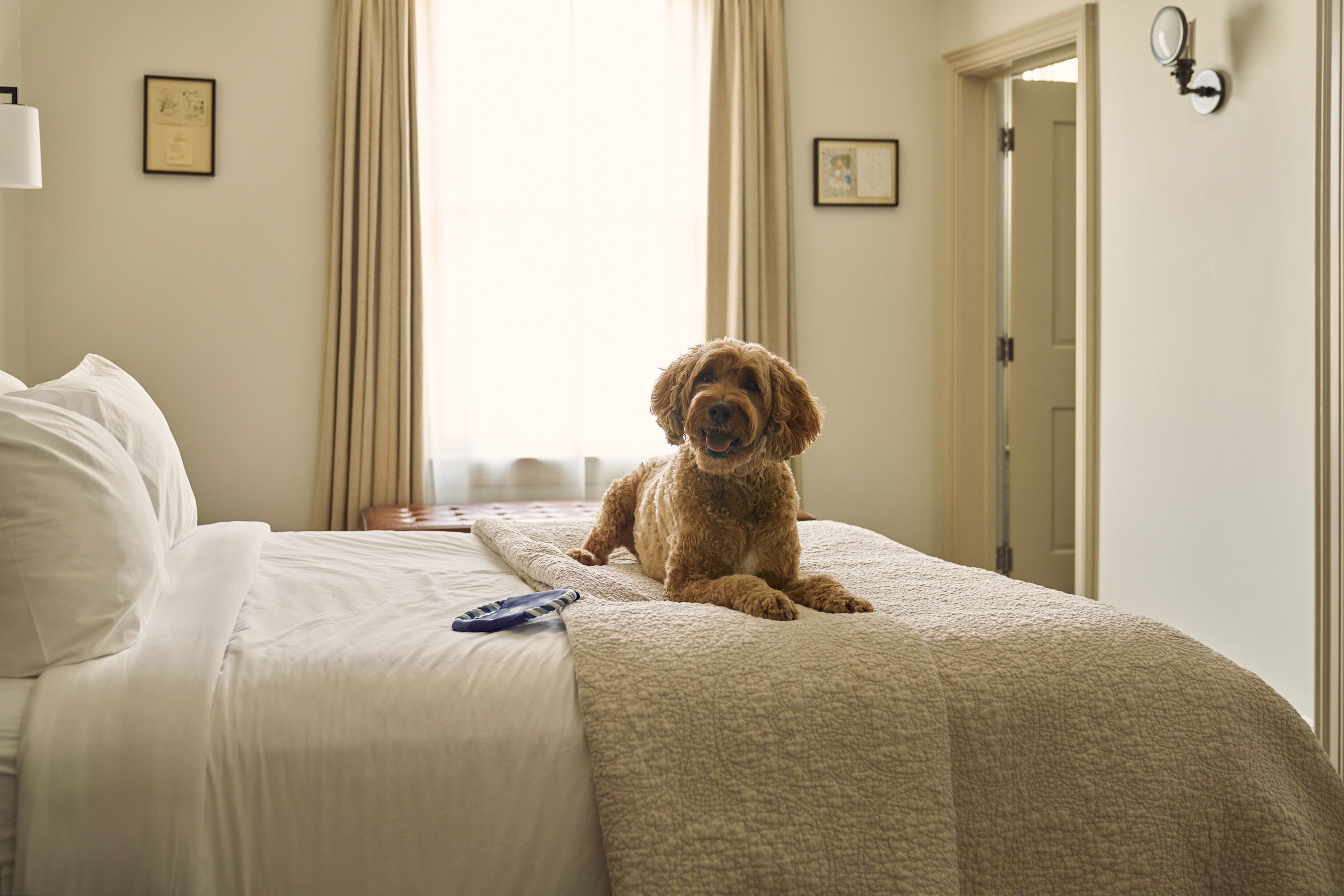 Um cão sentado em uma cama com um controle remoto ao lado.