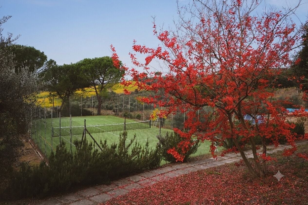A fenced sports field with a red flowering tree in the foreground.