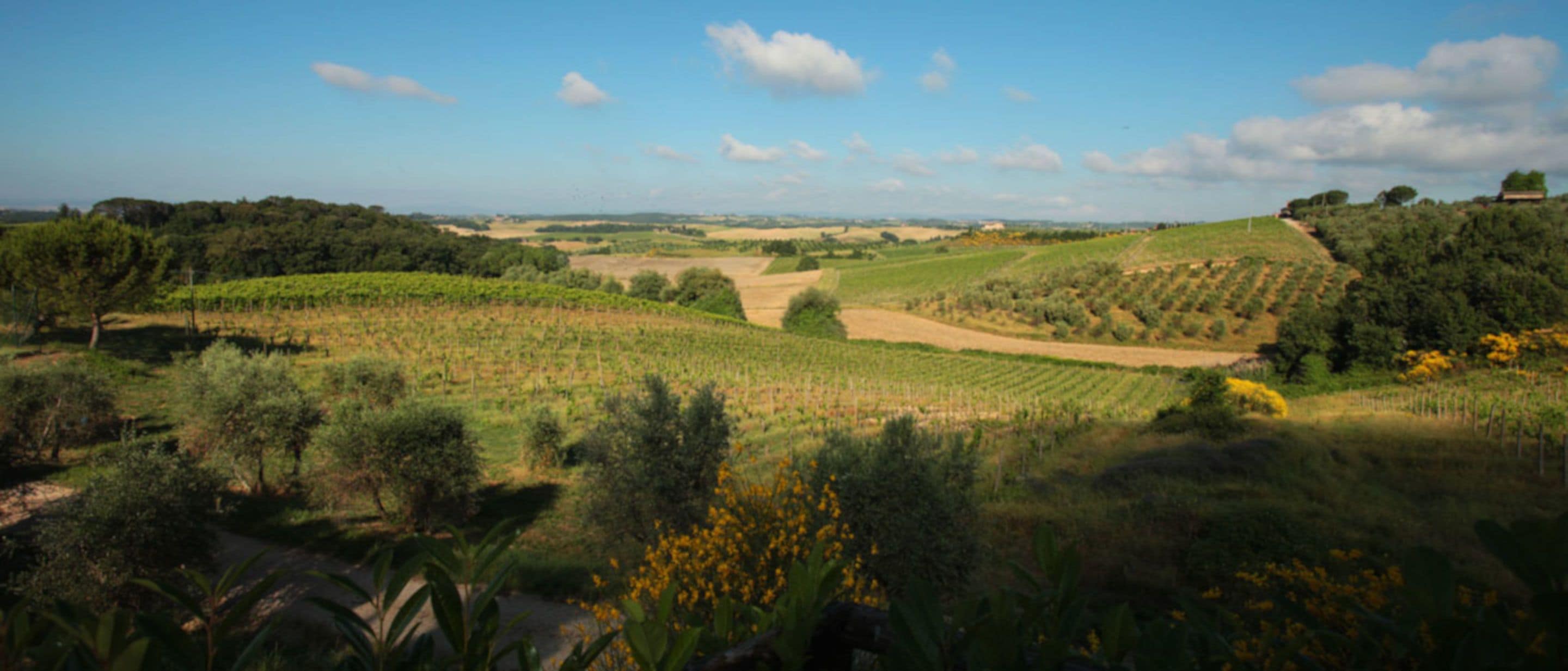 A vineyard landscape with rows of grapevines and a clear sky.